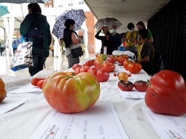 El tomate de Abanillas, elegido el mejor tomate de España, en la Feria Nacional del Tomate de Bezana
